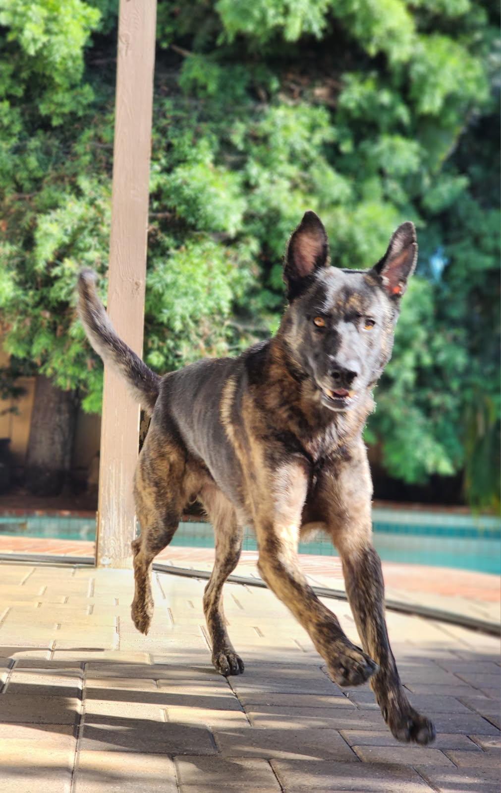 Mars aka Lucky, an adopted Dutch Shepherd in Frazier Park, CA image 2/6