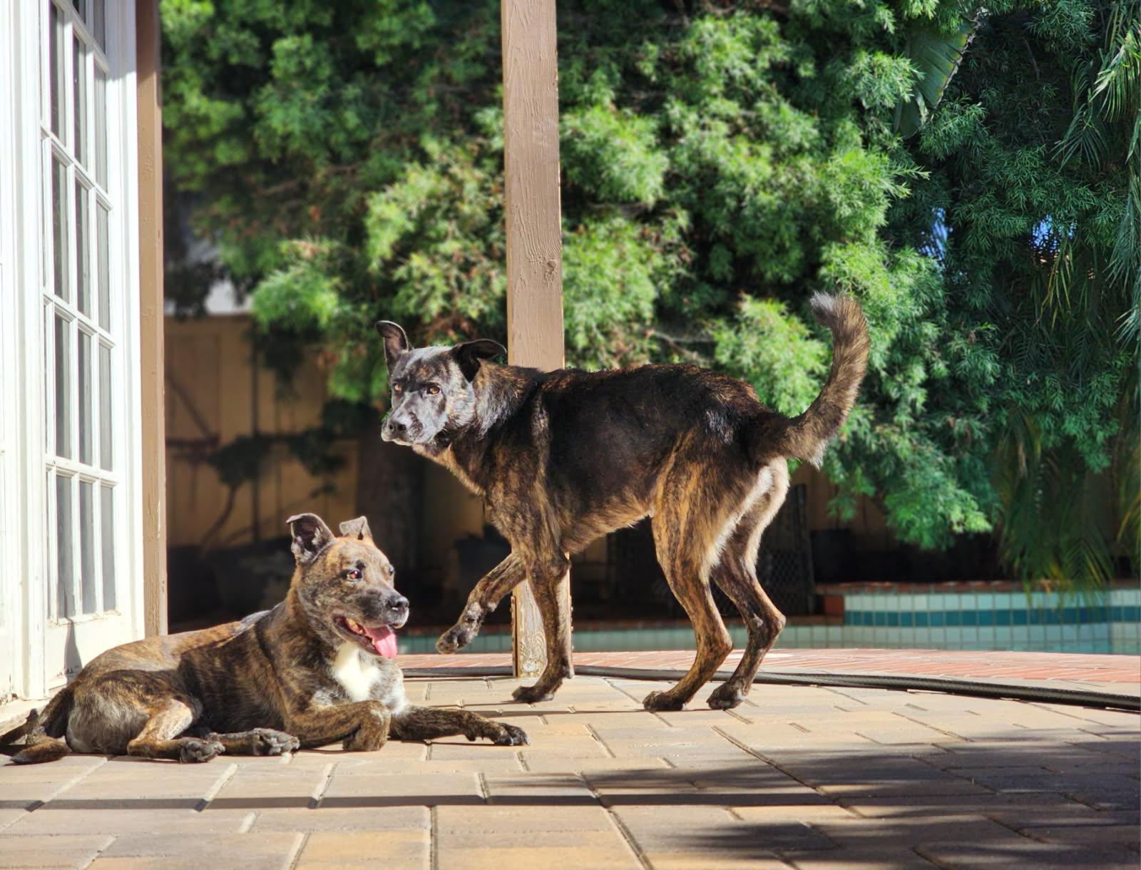 Mars aka Lucky, an adopted Dutch Shepherd in Frazier Park, CA image 3/6