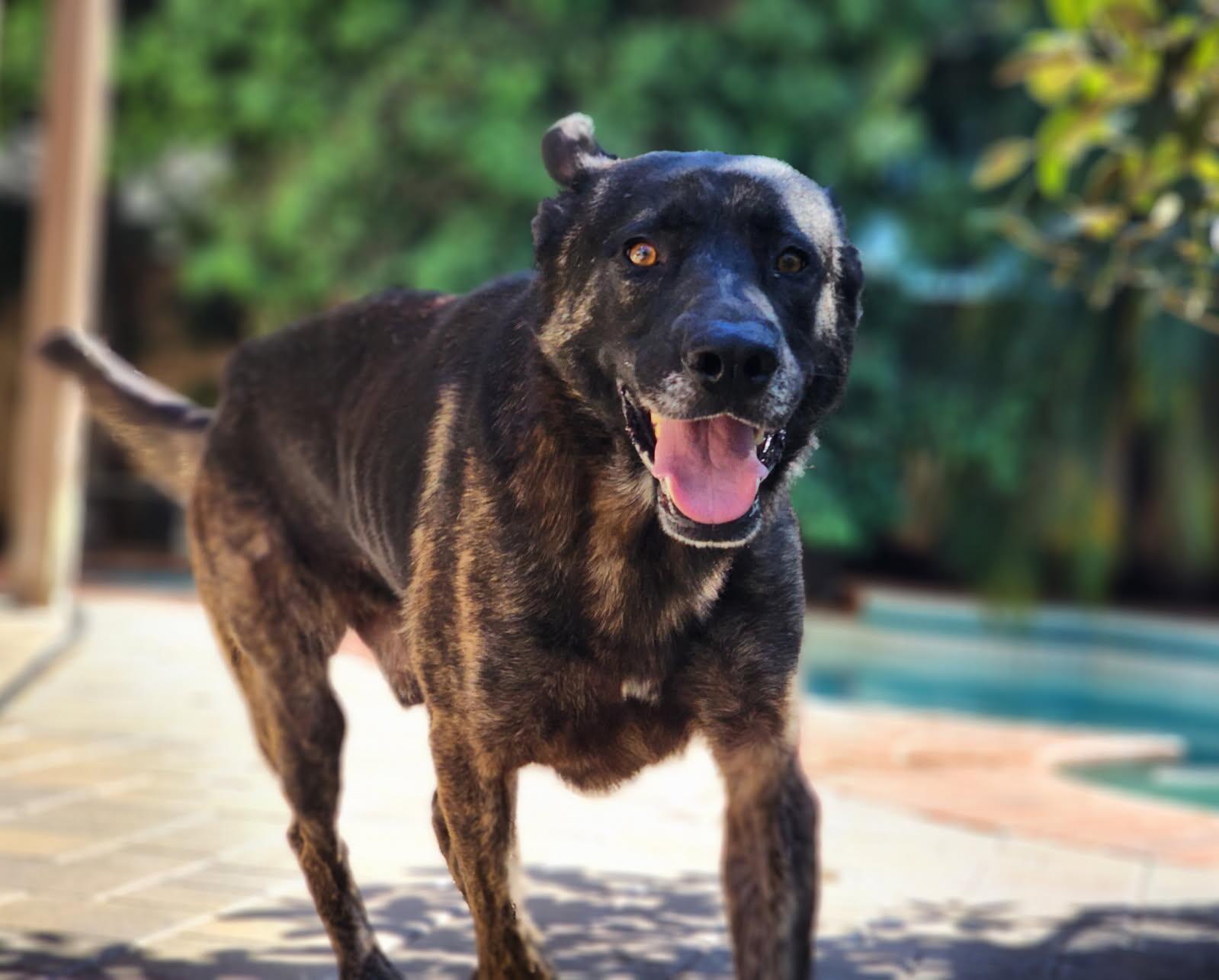 Mars aka Lucky, an adopted Dutch Shepherd in Frazier Park, CA image 4/6