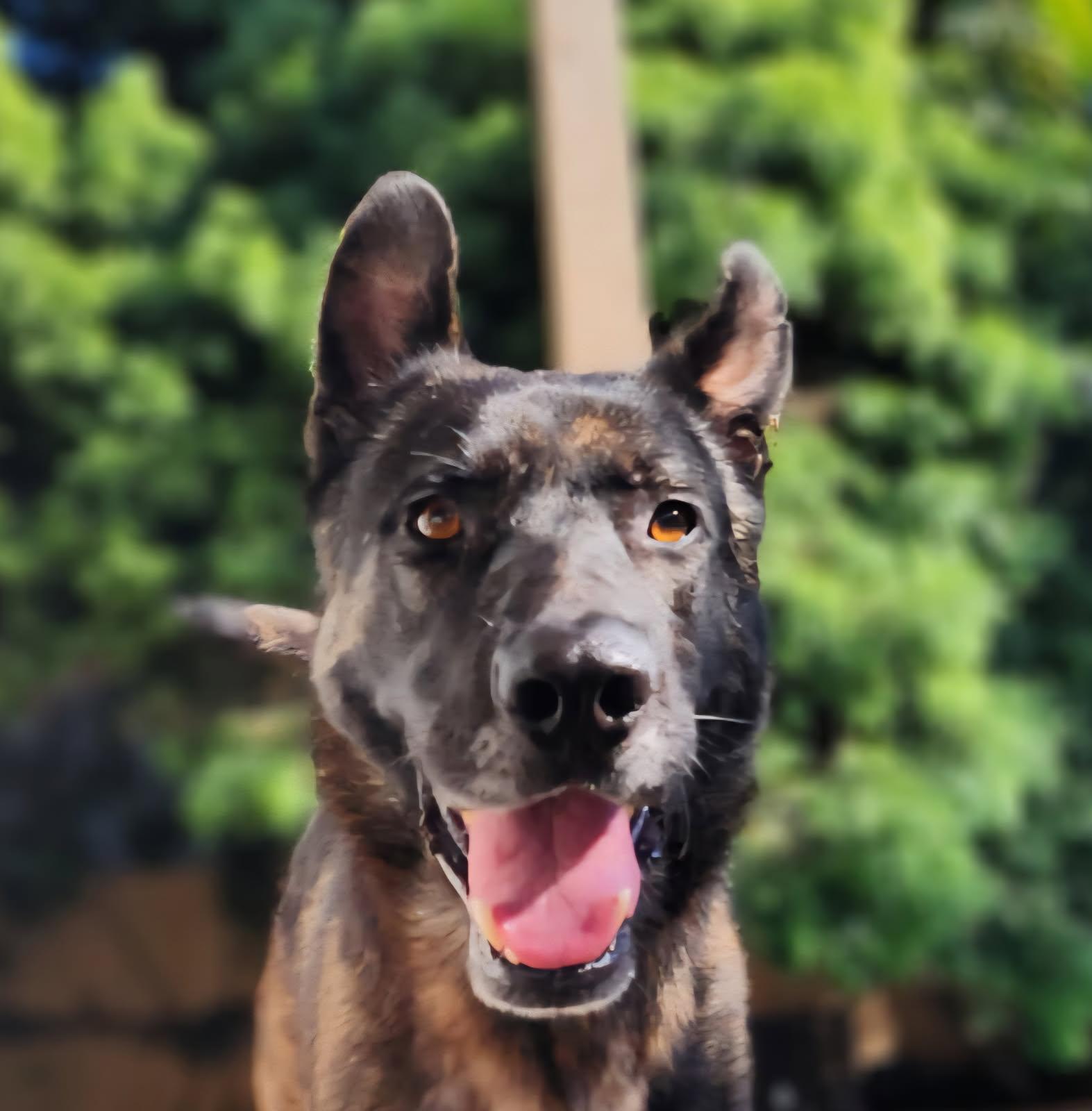 Mars aka Lucky, an adopted Dutch Shepherd in Frazier Park, CA image 5/6