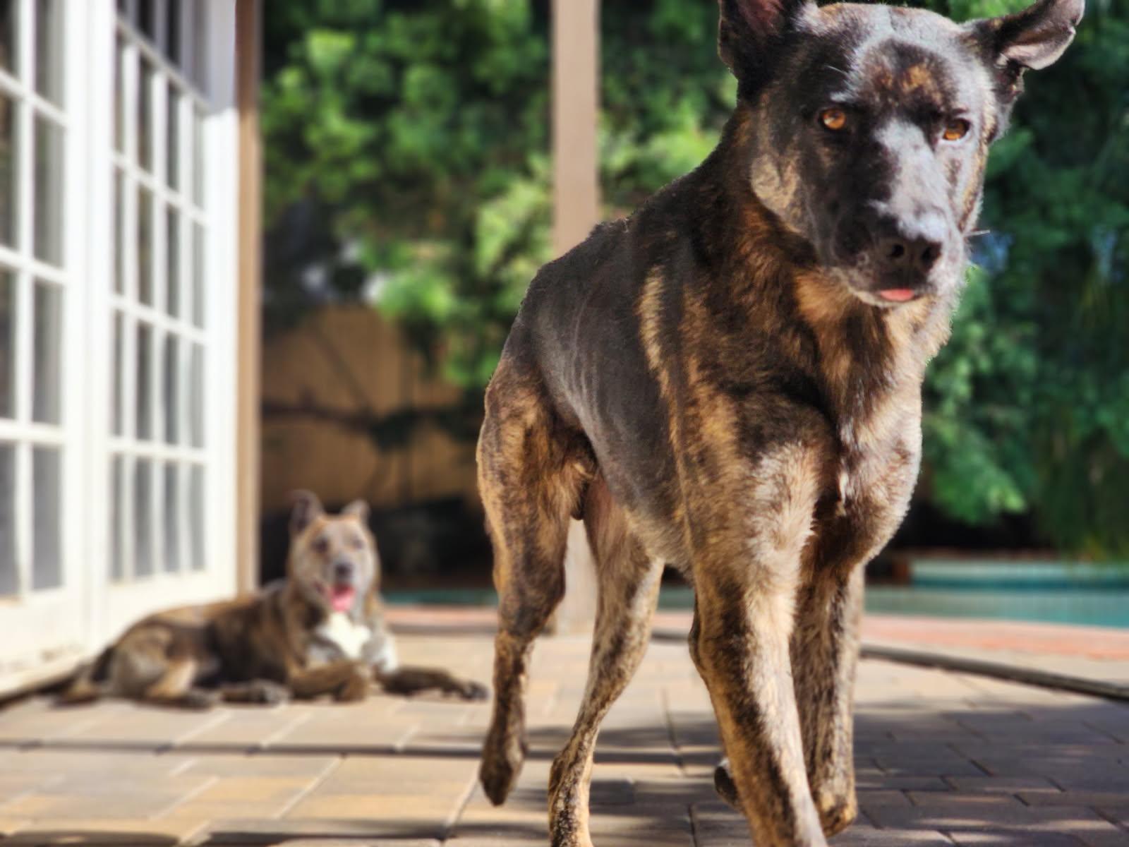 Mars aka Lucky, an adopted Dutch Shepherd in Frazier Park, CA image 6/6