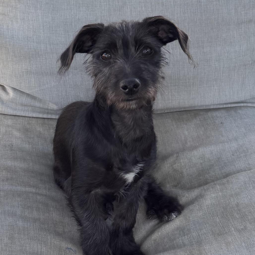 Boomer, Adoptable, Puppy Male Terrier & Mixed Breed.