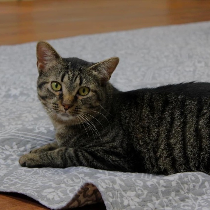 Angelica , a Adoptable mixed breed in Anderson, IN image 1/4