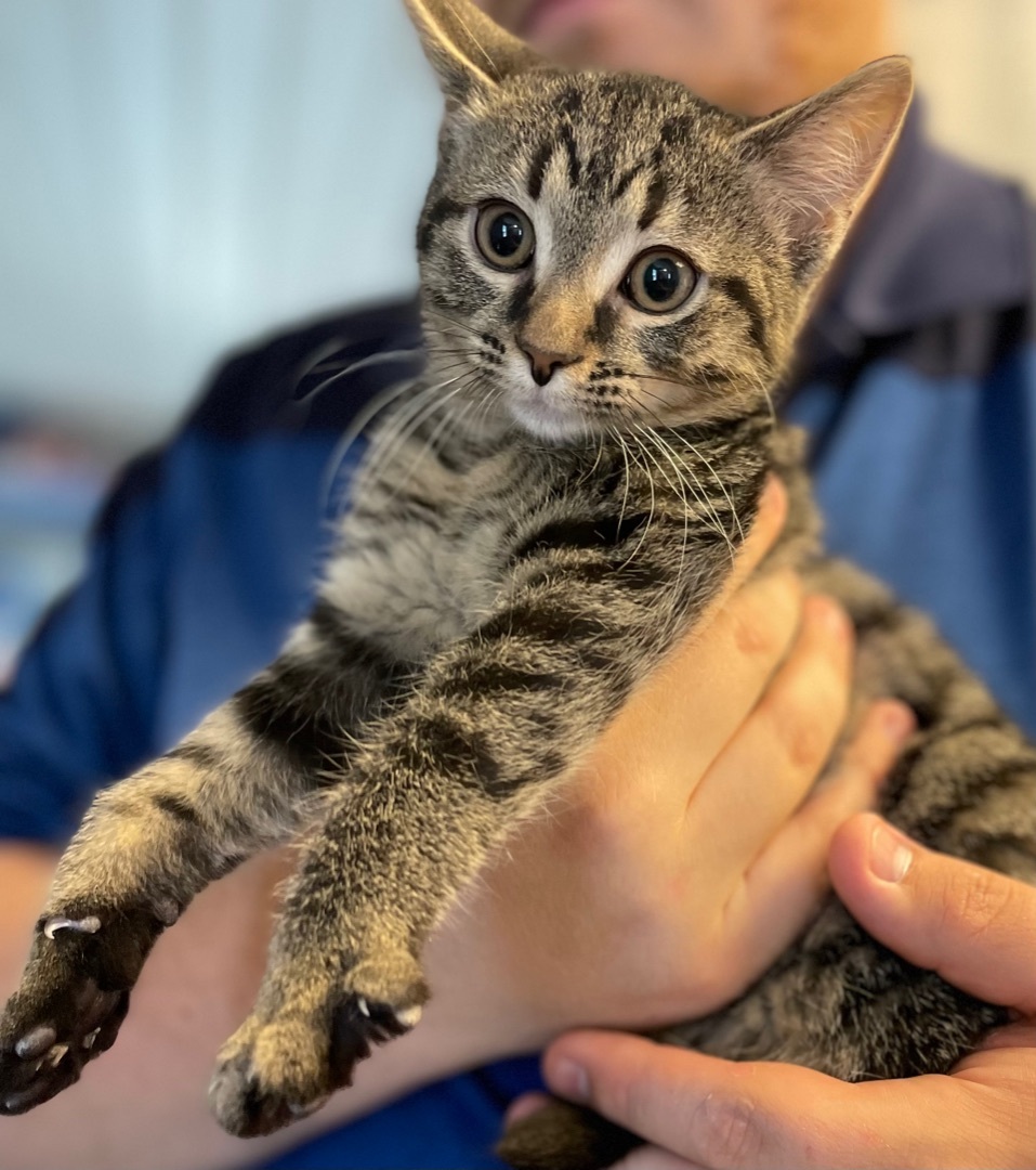 Angelica , a Adoptable mixed breed in Anderson, IN image 2/4