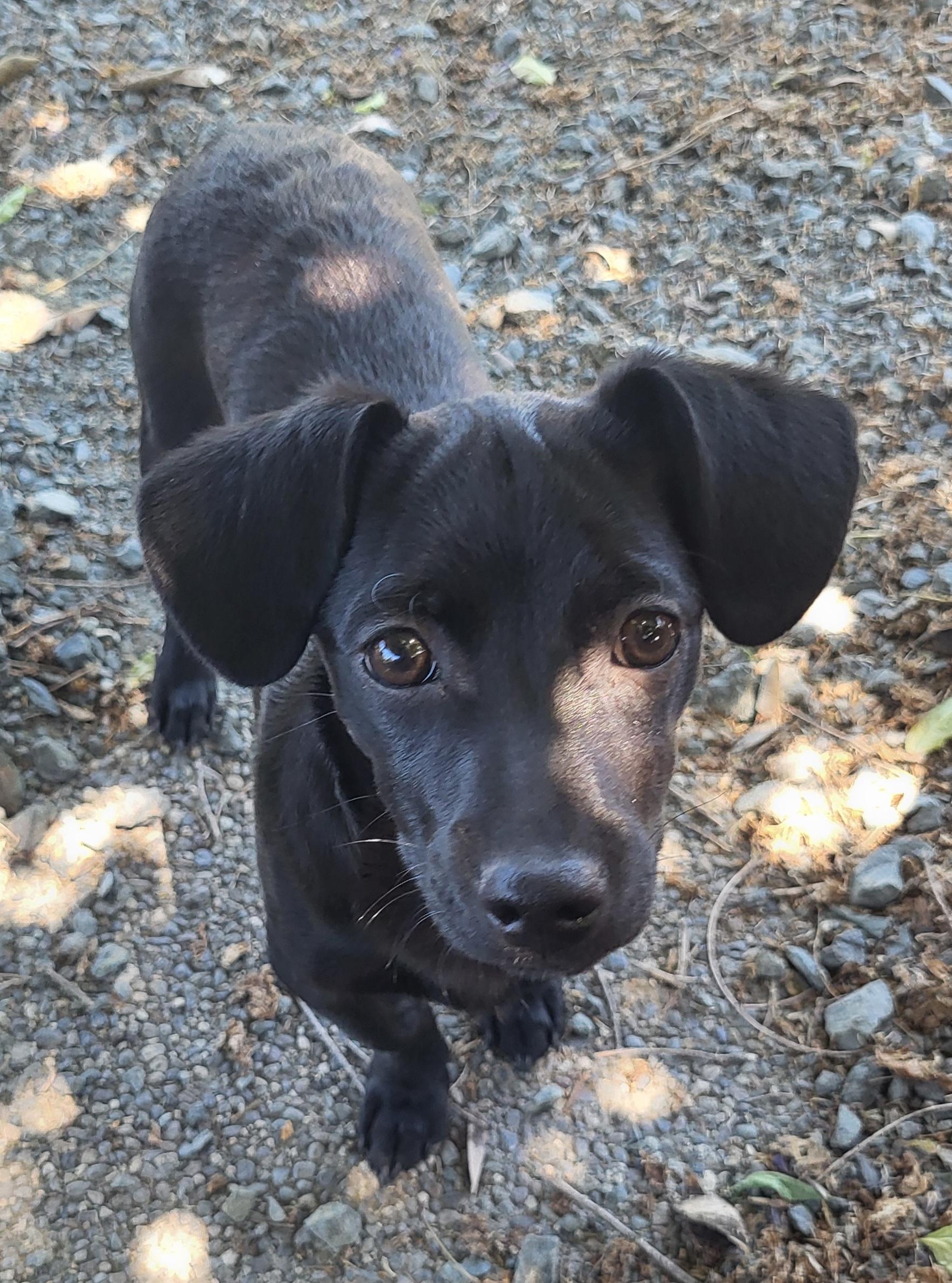 Cinder, an adopted mixed breed in Roseburg, OR image 3/6