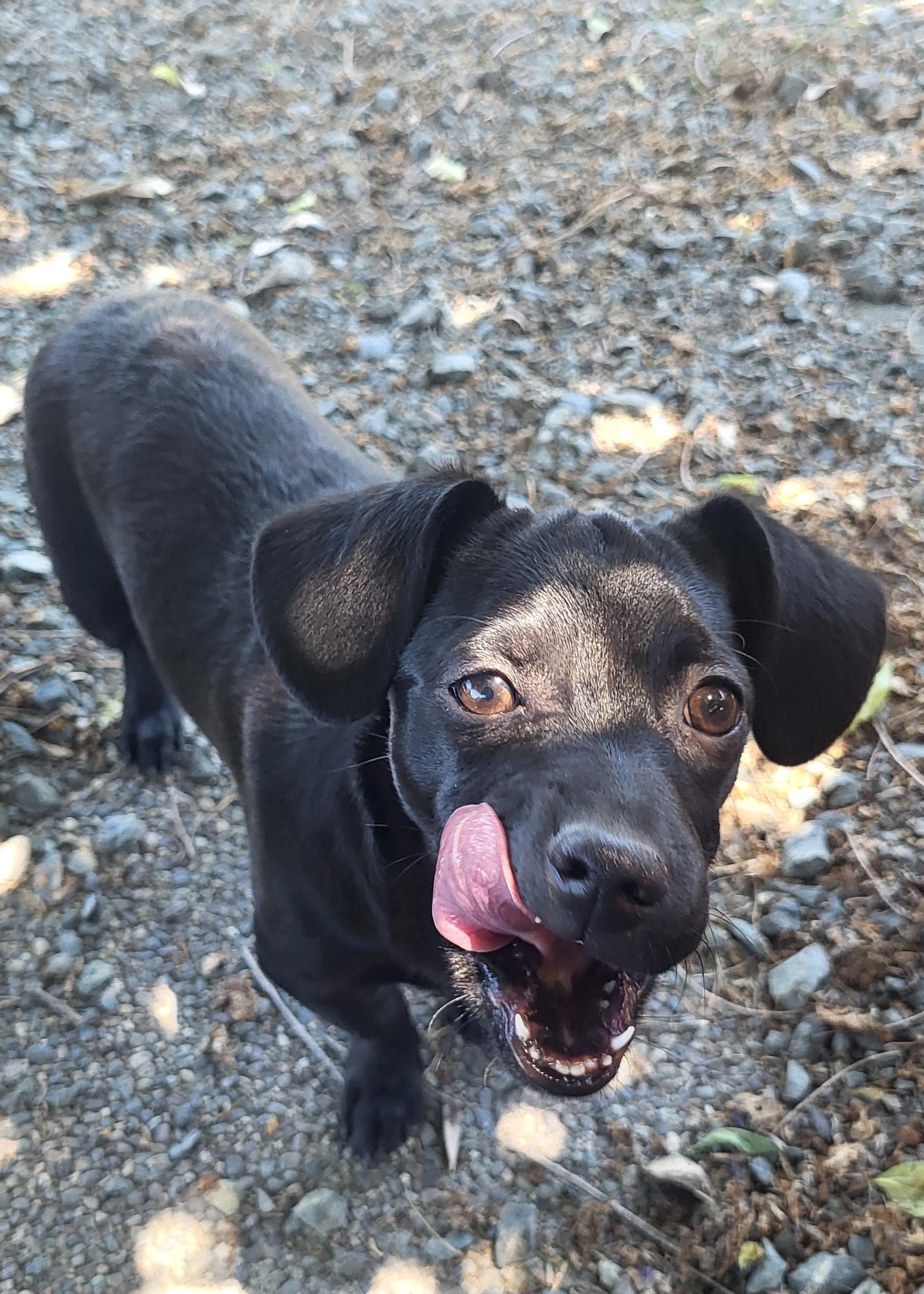 Cinder, an adopted mixed breed in Roseburg, OR image 1/6