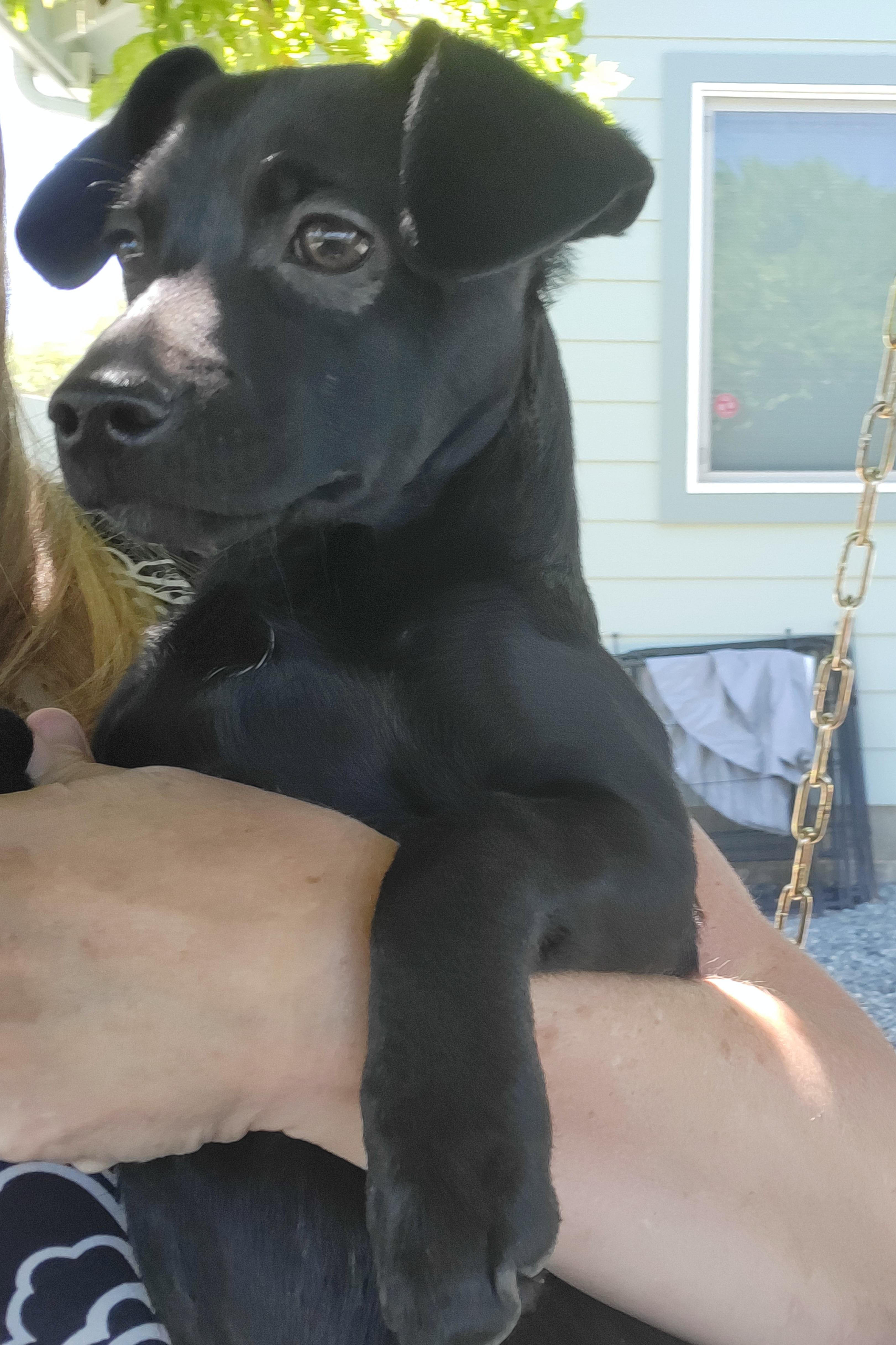 Cinder, an adopted mixed breed in Roseburg, OR image 4/6