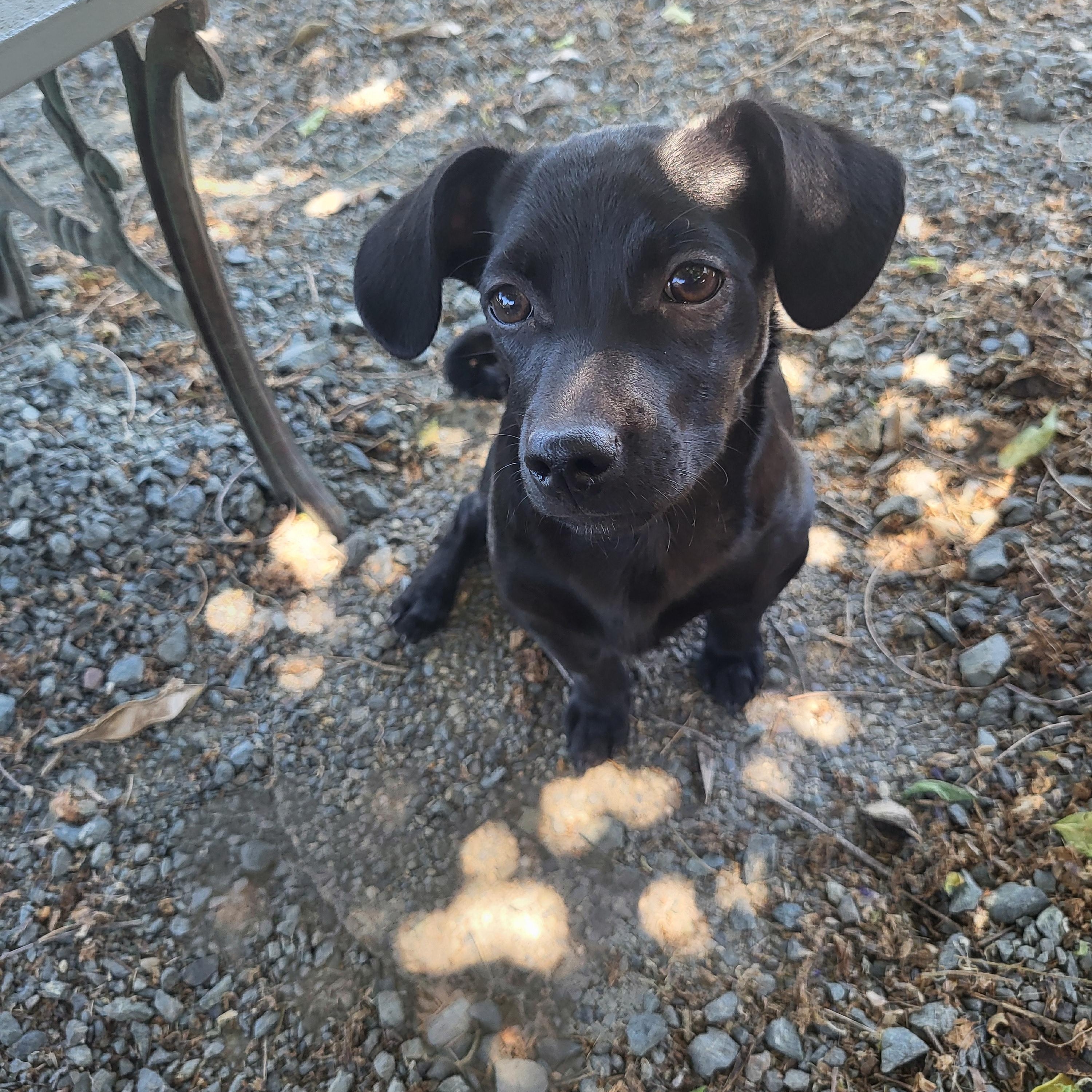Cinder, an adopted mixed breed in Roseburg, OR image 5/6