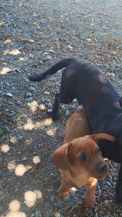Enlarge Cinder, an adopted mixed breed in Roseburg, OR video 6/6