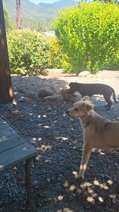 Enlarge Cinder, an adopted mixed breed in Roseburg, OR video 2/6