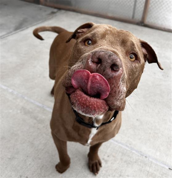 SIMBA, Adoptable, Adult Male Pit Bull Terrier & Mixed Breed.