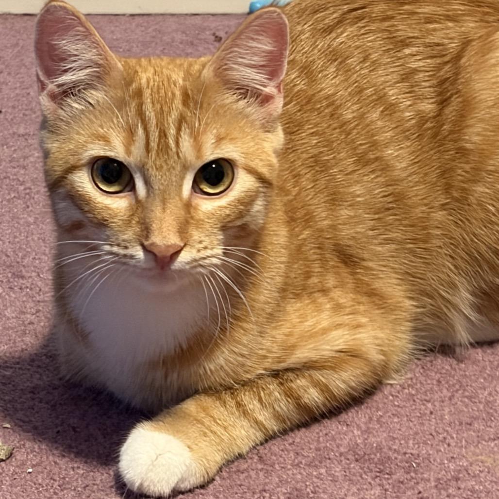 Papaya, Adoptable, Young Female Domestic Short Hair.