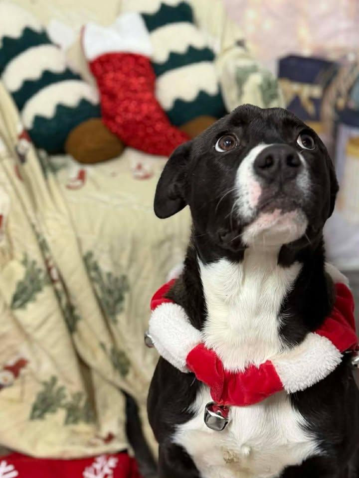 Enlarge Jade, a Adoptable mixed breed in Munfordville, KY image 1/2