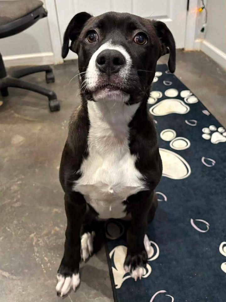 Jade, Adoptable, Young Female American Bully.