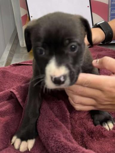 Enlarge Jade, a Adoptable mixed breed in Munfordville, KY image 2/2