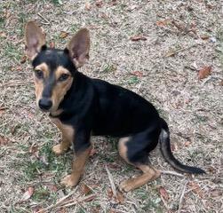 Enlarge Sasha, a ADOPTABLE mixed breed in Longwood, FL image 2/5