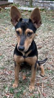 Enlarge Sasha, a ADOPTABLE mixed breed in Longwood, FL image 4/5