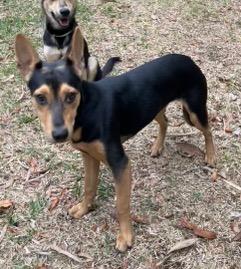Enlarge Sasha, a ADOPTABLE mixed breed in Longwood, FL image 3/5
