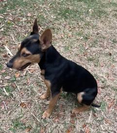 Enlarge Sasha, a ADOPTABLE mixed breed in Longwood, FL image 5/5