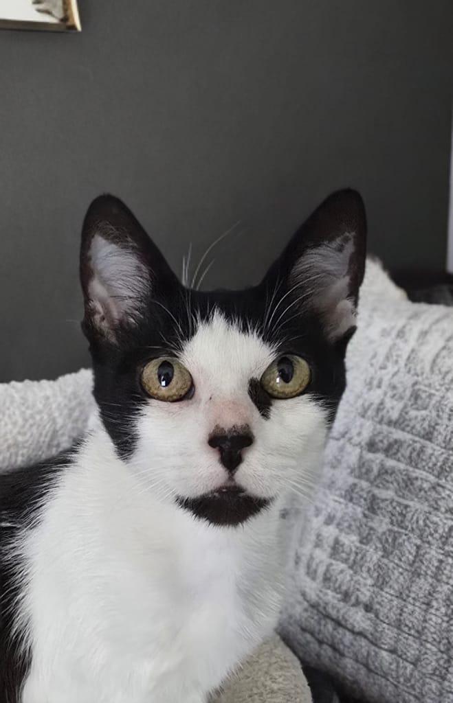 Enlarge Flora, a Adoptable Domestic Short Hair in Orlando, FL image 3/4