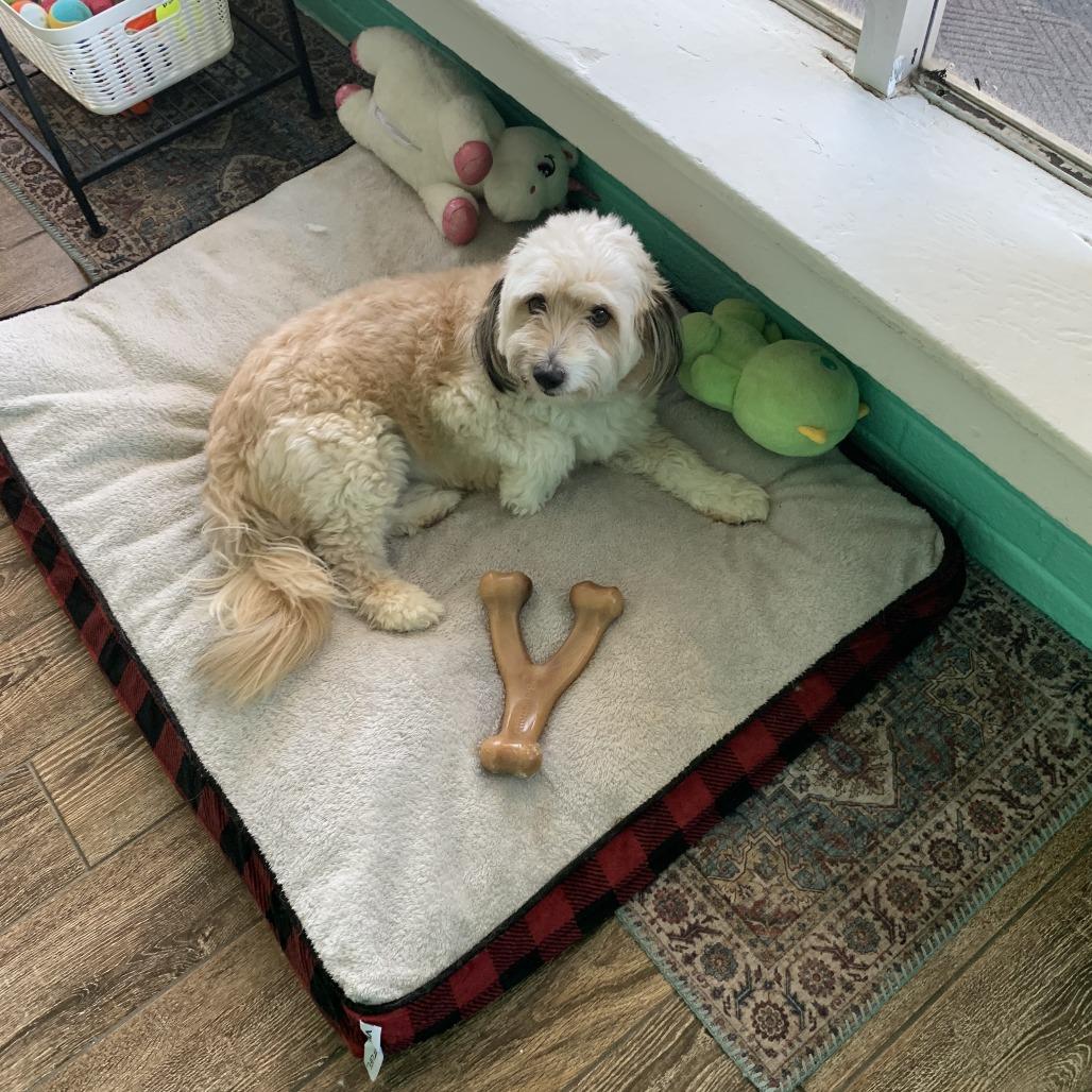 Toby, a Adoptable mixed breed in Hearne, TX image 2/3