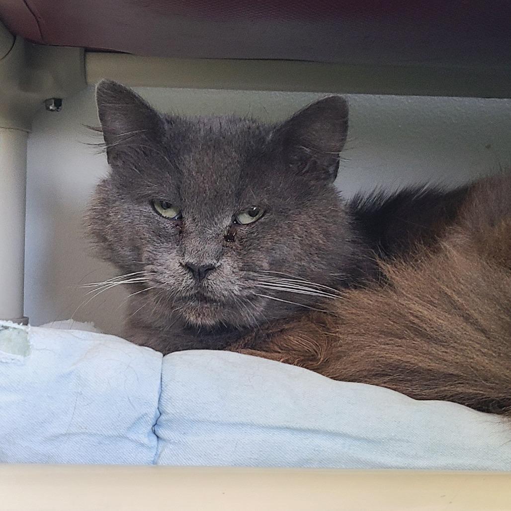 Tobias Houston, Adoptable, Senior Male Domestic Medium Hair.