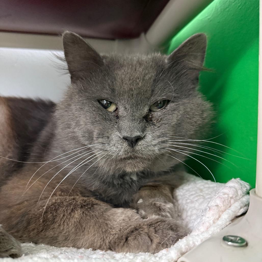 Tobias Houston, a Adoptable Domestic Medium Hair in Denver, CO image 2/6