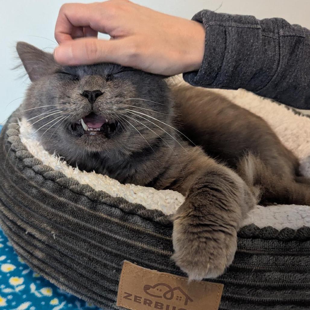 Tobias Houston, a Adoptable Domestic Medium Hair in Denver, CO image 3/6