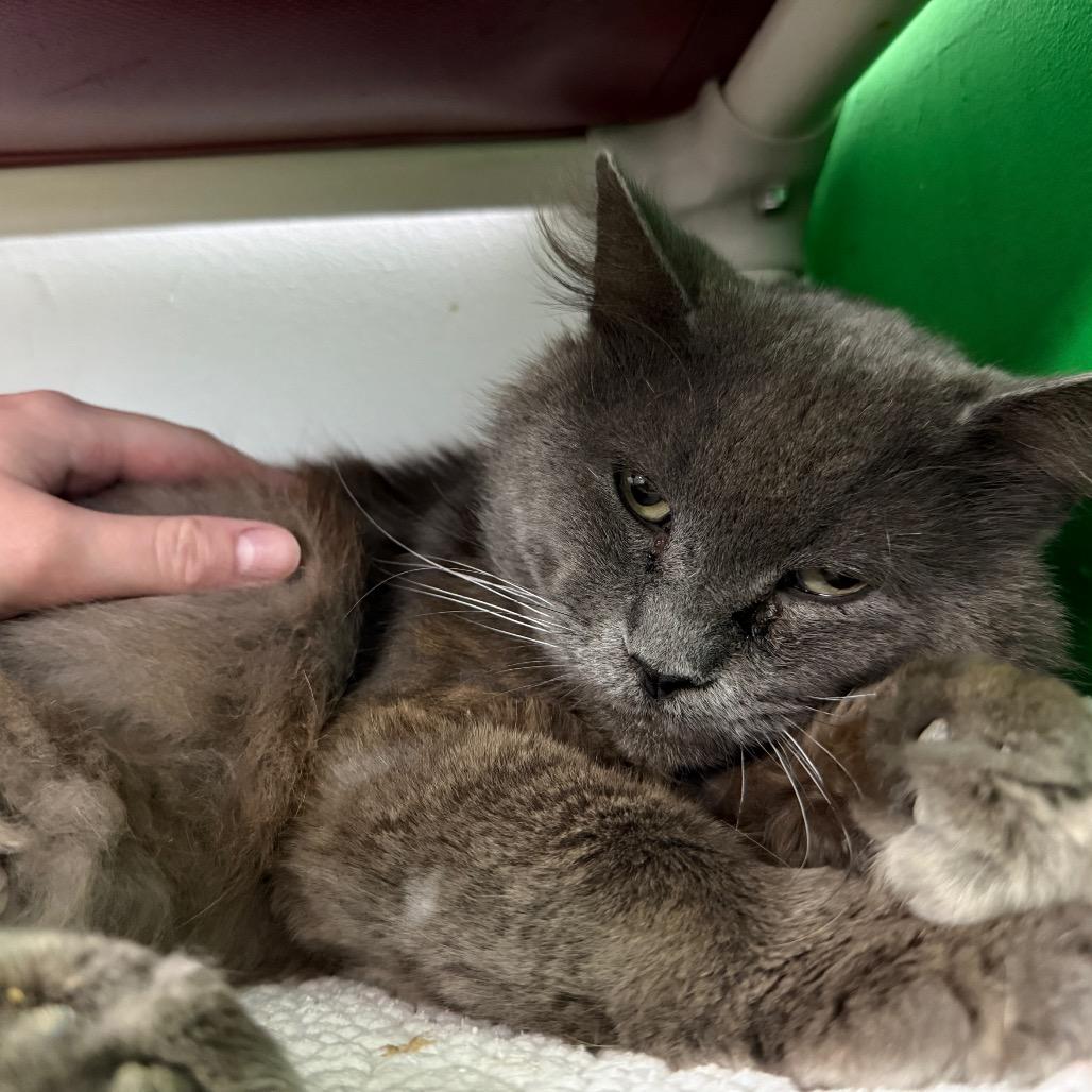 Tobias Houston, a Adoptable Domestic Medium Hair in Denver, CO image 4/6