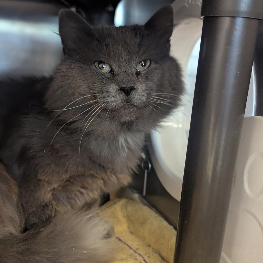 Tobias Houston, a Adoptable Domestic Medium Hair in Denver, CO image 5/6