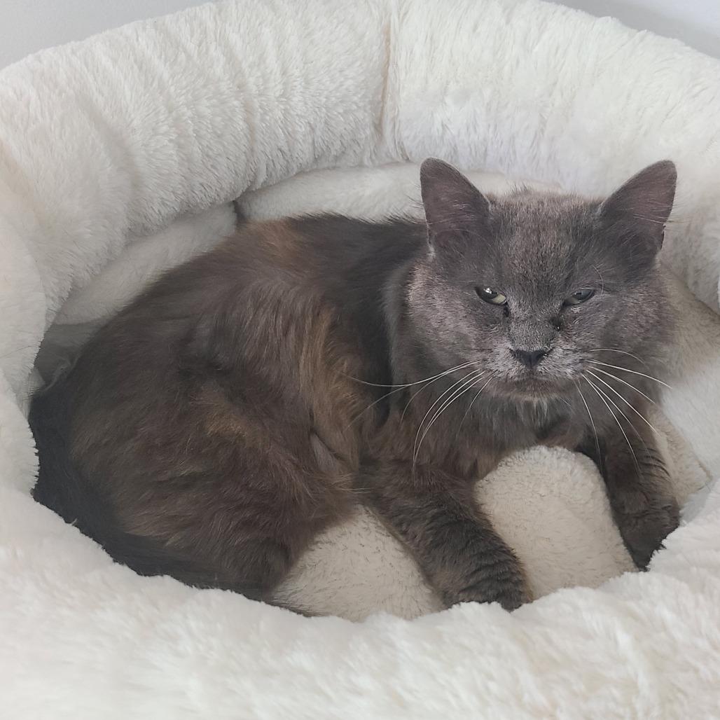 Tobias Houston, a Adoptable Domestic Medium Hair in Denver, CO image 6/6