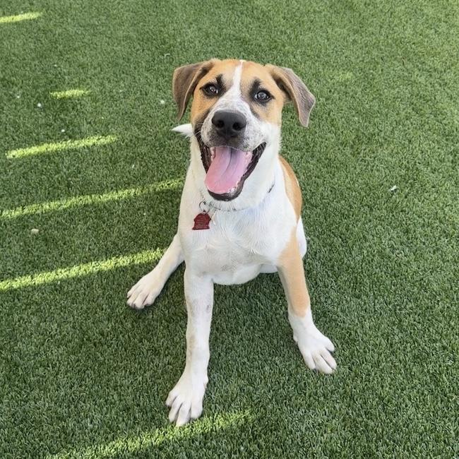 Enlarge Boho Pup - Hobo, a Adoptable mixed breed in San Diego, CA image 1/3