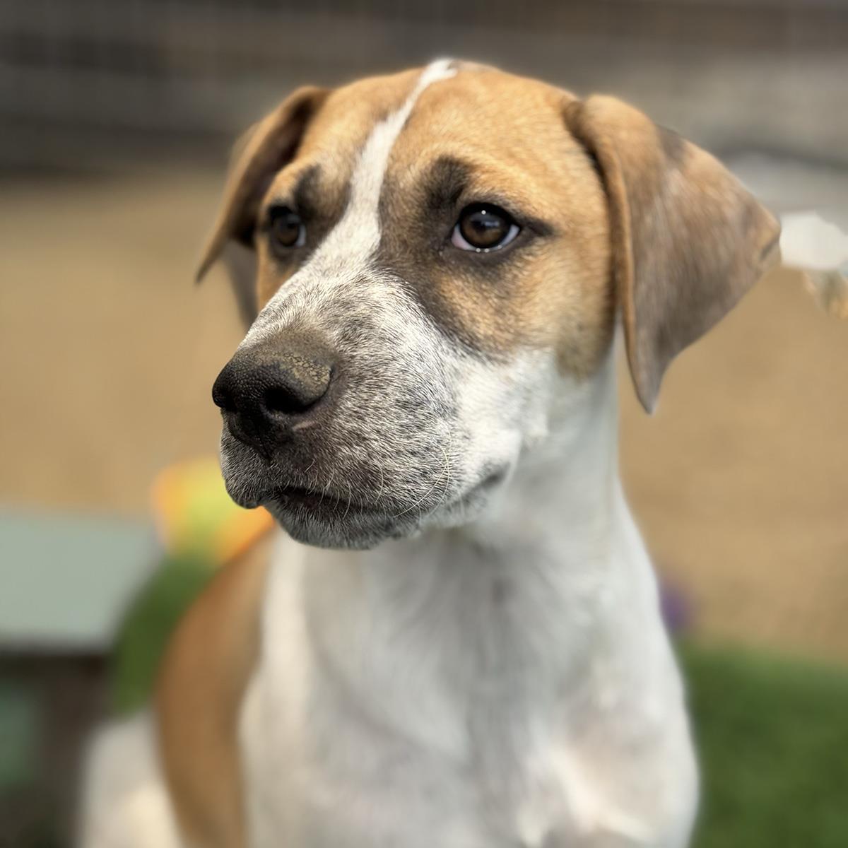 Enlarge Boho Pup - Hobo, a Adoptable mixed breed in San Diego, CA image 2/3