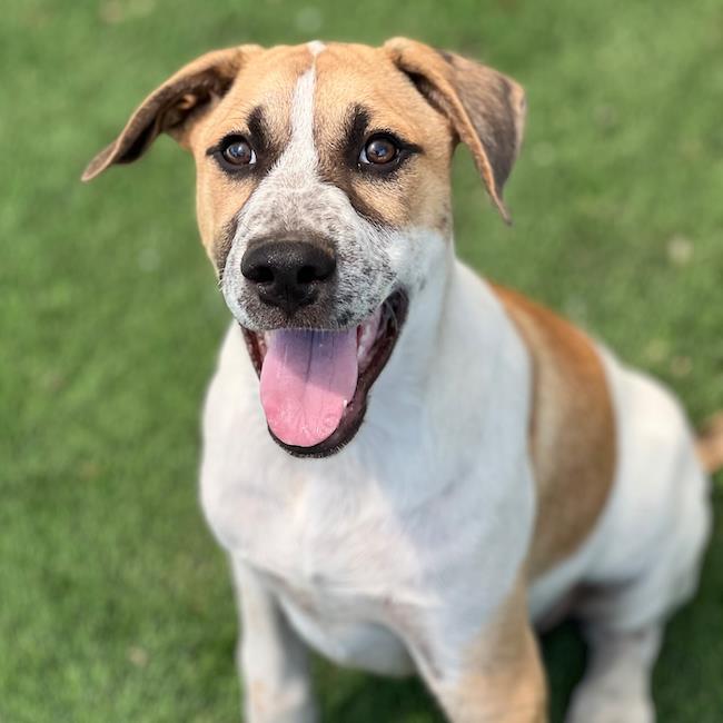 Enlarge Boho Pup - Hobo, a Adoptable mixed breed in San Diego, CA image 3/3