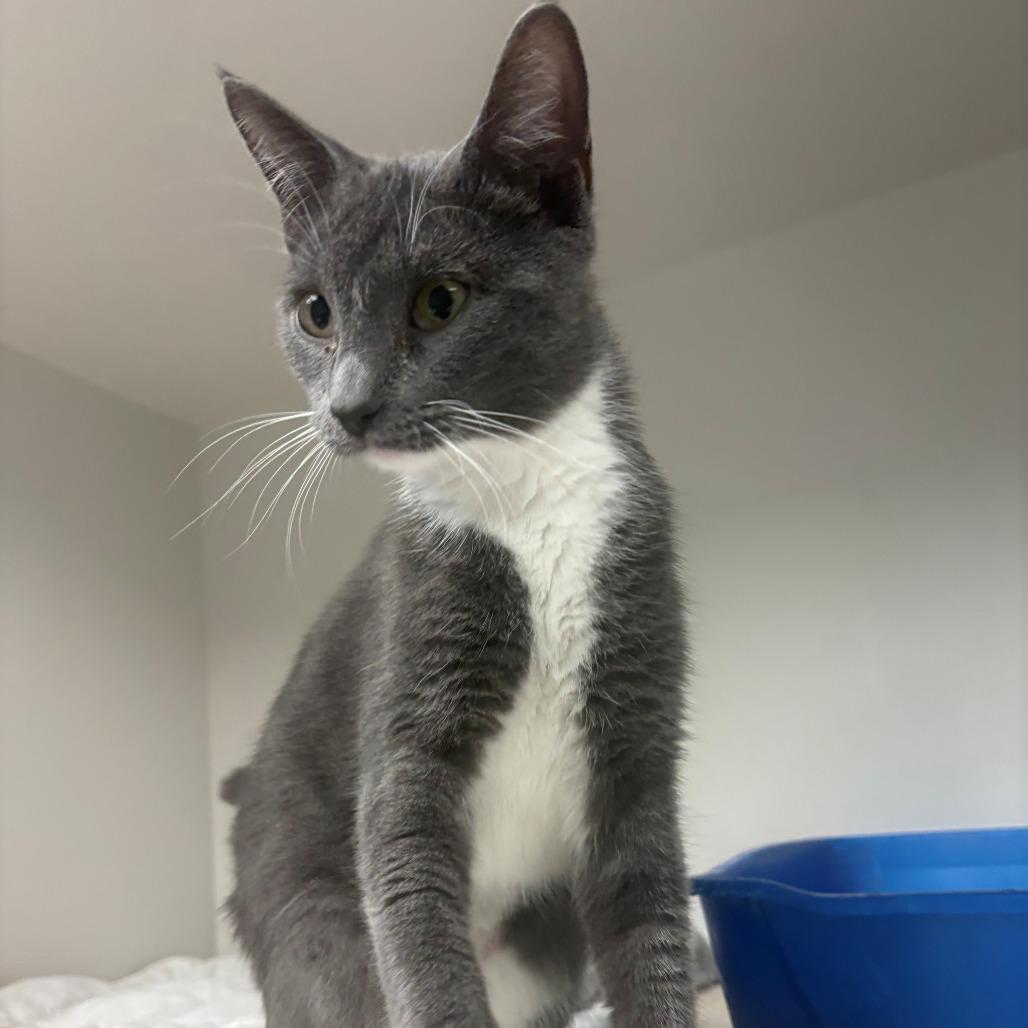 Dahlia, Adoptable, Kitten Female Domestic Short Hair.