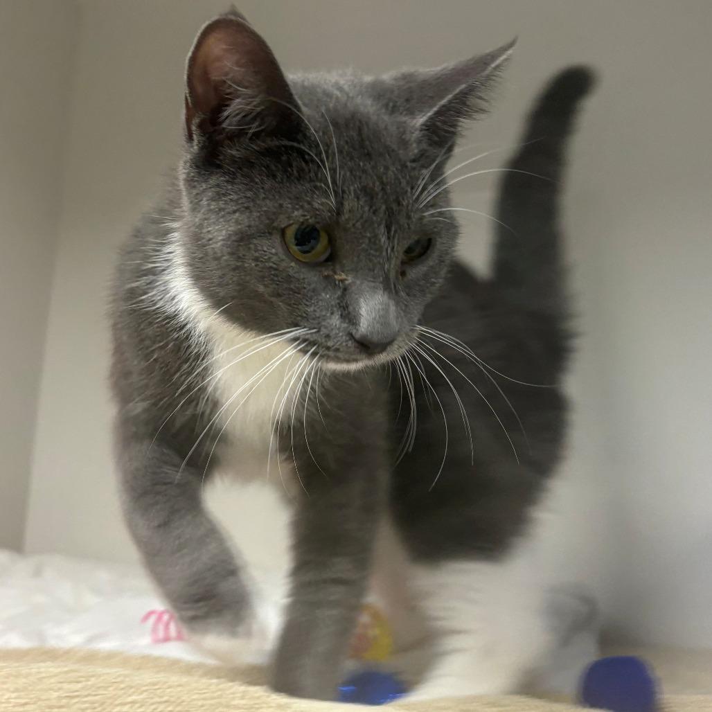 Enlarge Dahlia, a Adoptable Domestic Short Hair in East Hanover, NJ image 2/5