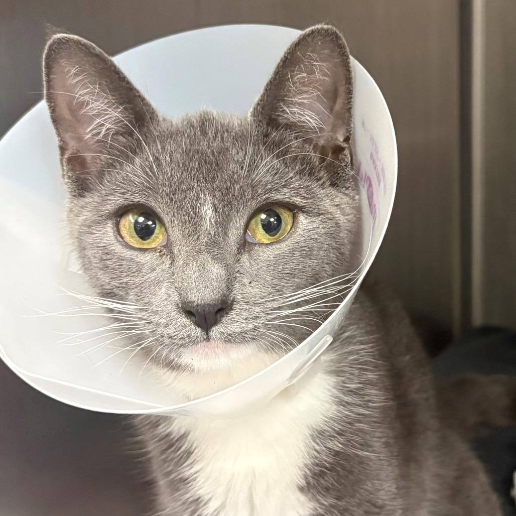 Enlarge Dahlia, a Adoptable Domestic Short Hair in East Hanover, NJ image 4/5