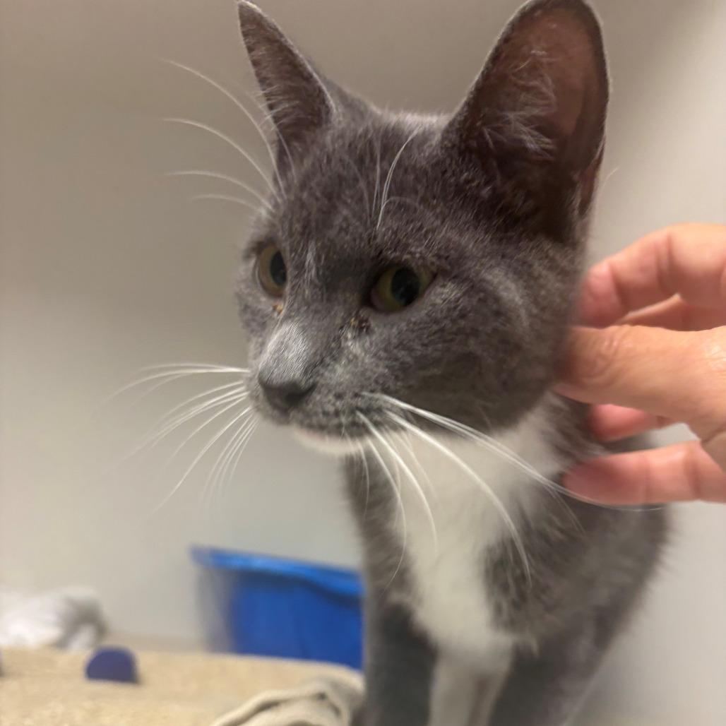 Enlarge Dahlia, a Adoptable Domestic Short Hair in East Hanover, NJ image 5/5