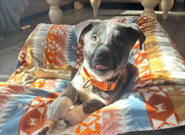 Enlarge Buddy, a Adoptable mixed breed in Albany, NY image 5/6