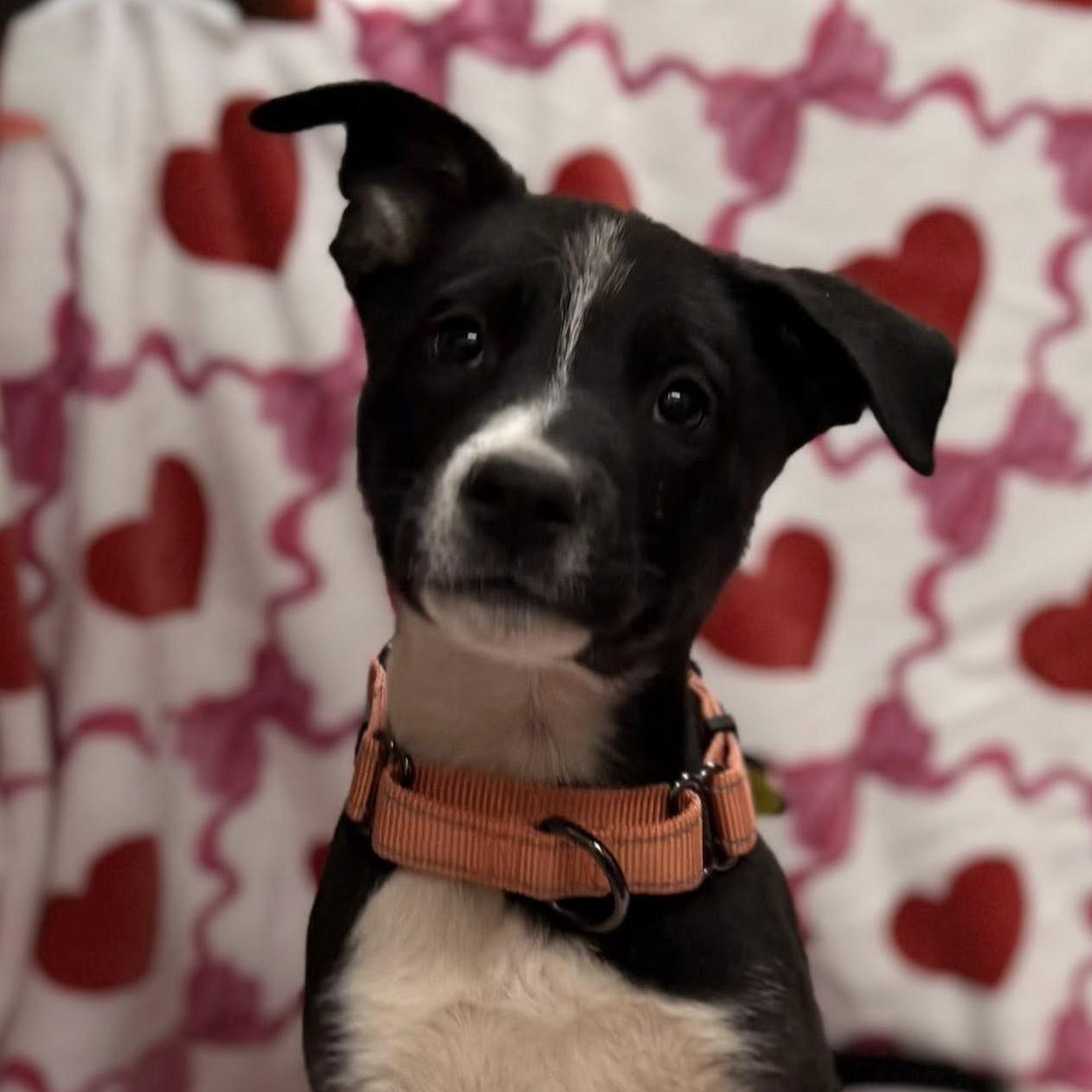 Enlarge Buddy, a Adoptable mixed breed in Albany, NY image 2/6