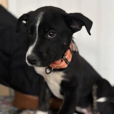 Enlarge Buddy, a Adoptable mixed breed in Albany, NY image 1/6