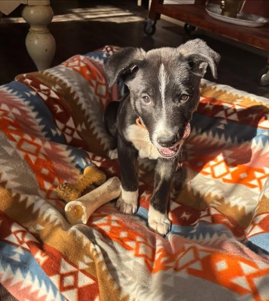 Enlarge Buddy, a Adoptable mixed breed in Albany, NY image 4/6