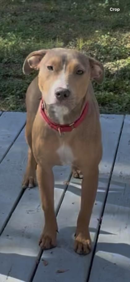 Morgan, Adoptable, Adult Female Terrier & Shepherd.