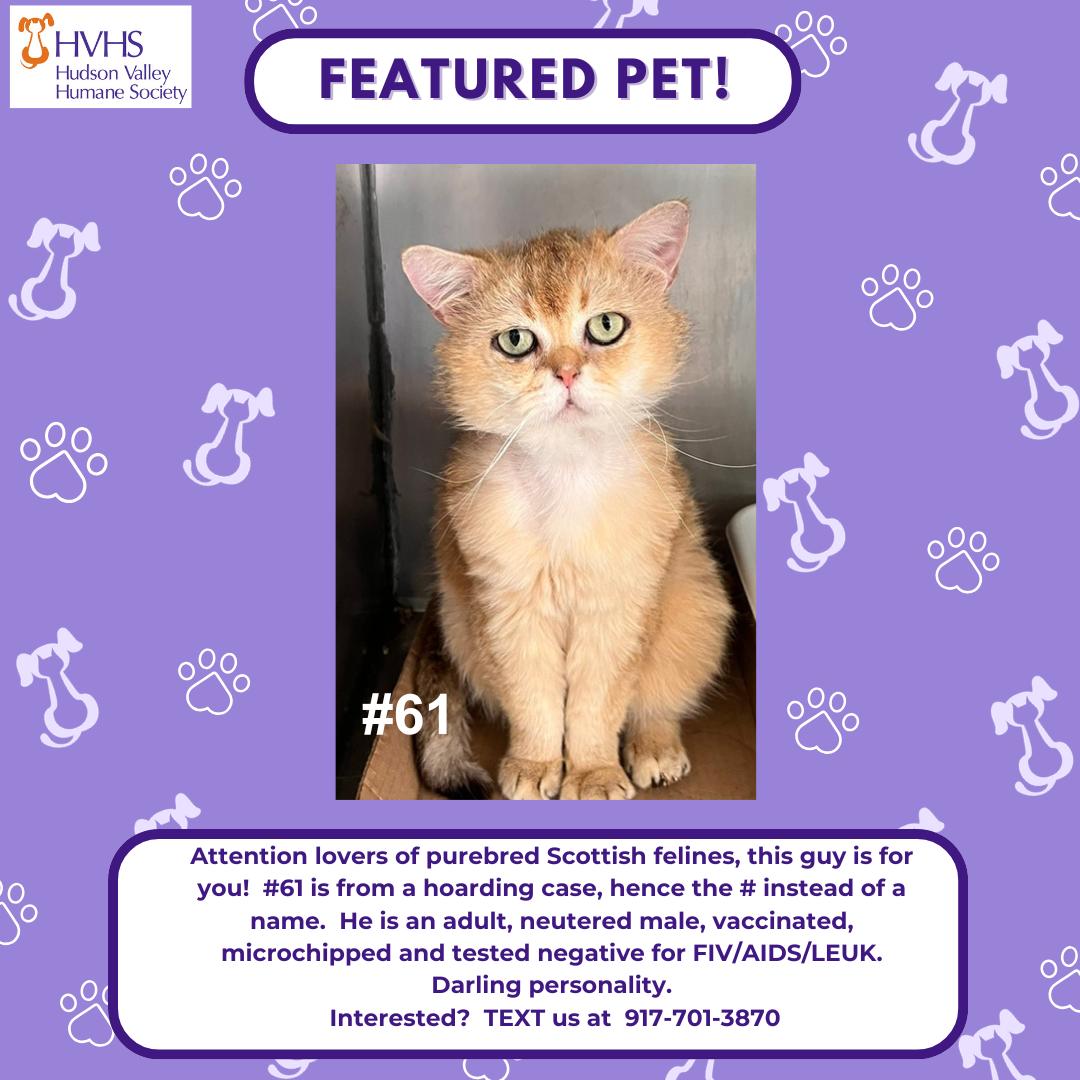 GC 51, ADOPTABLE, Adult Male Scottish Fold.