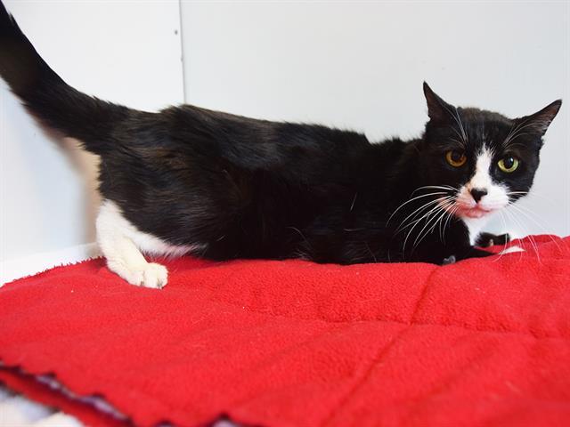 CORALINE, Adoptable, Senior Female Domestic Short Hair.