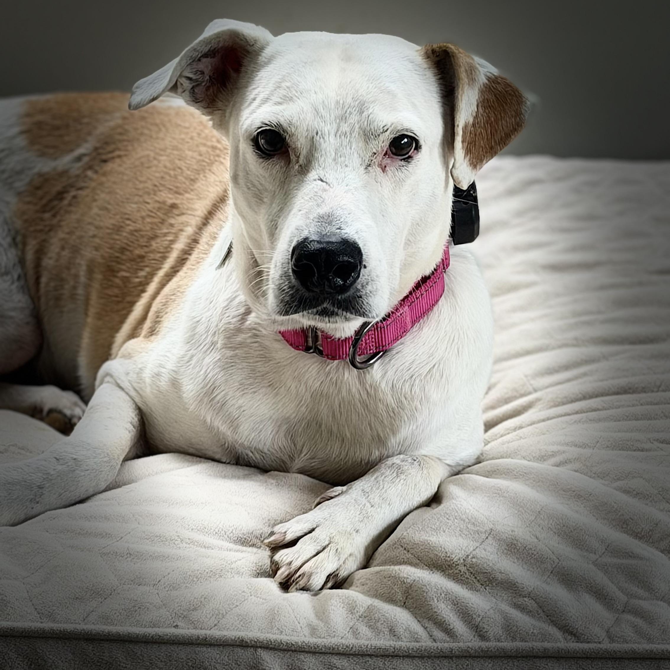 Enlarge Hope soulful, a Adoptable mixed breed in Tampa, FL image 2/4