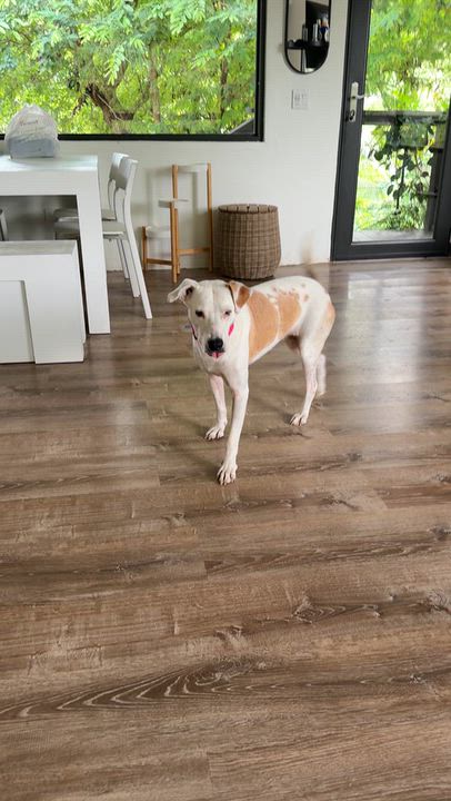 Enlarge Hope soulful, a Adoptable mixed breed in Tampa, FL video 3/4