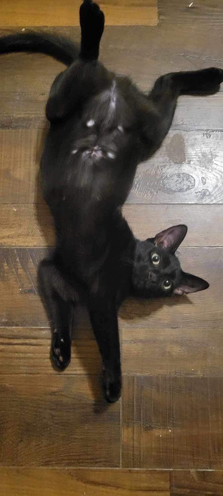 Sydney, Adoptable, Adult Female Domestic Short Hair.