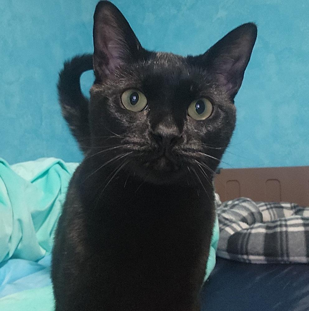 Sydney, a Adoptable Domestic Short Hair in Fort collins, CO image 2/5