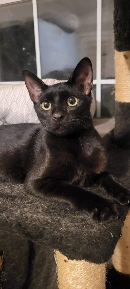 Sydney, a Adoptable Domestic Short Hair in Fort collins, CO image 4/5